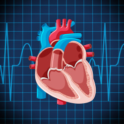 İskemik Kalp Hastalığı Nedir?