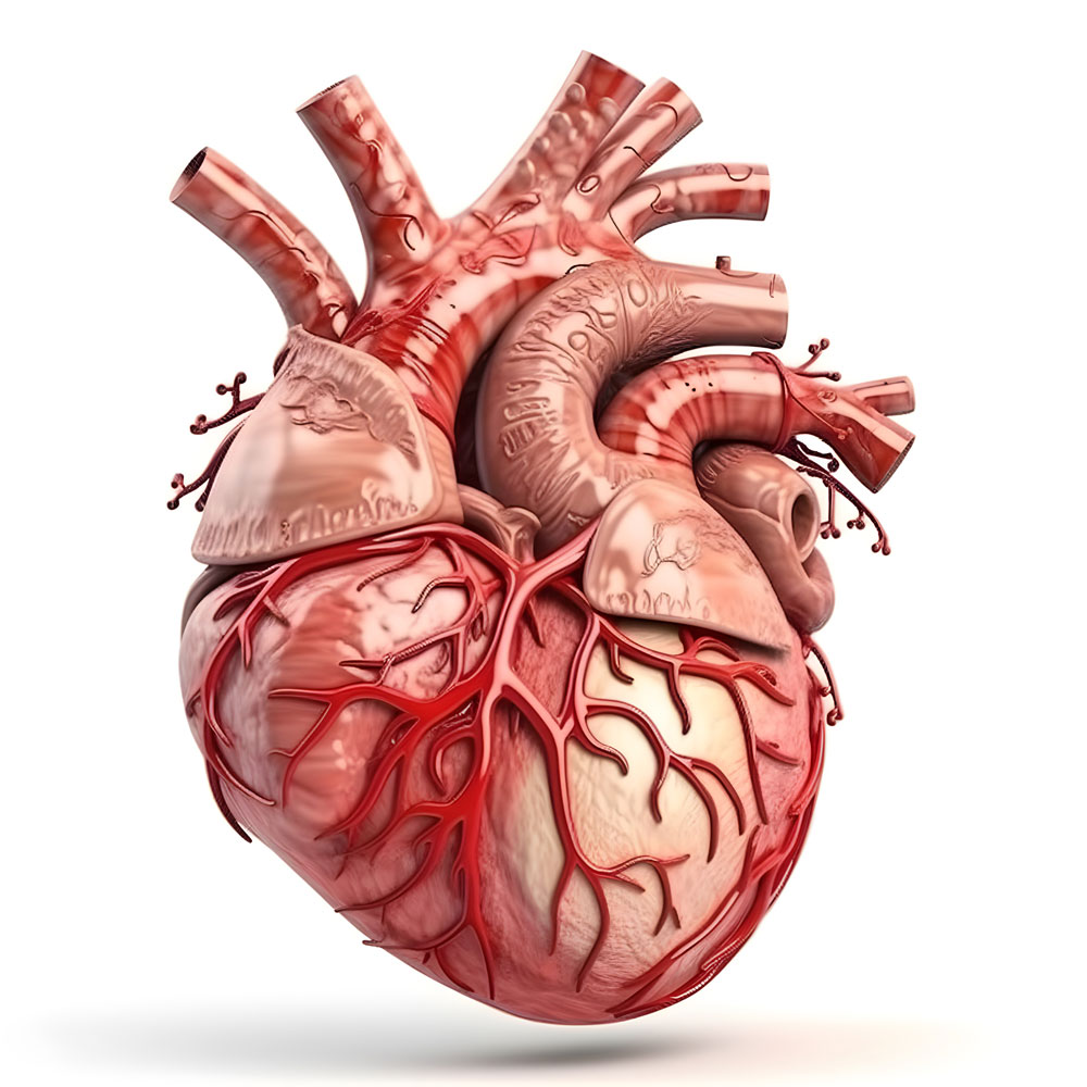 Myocarditis