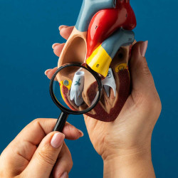 Mitral Kapak Yetmezliği: Nedir, Belirtileri, Tedavisi