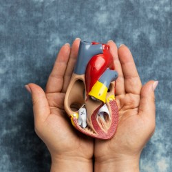 Mitral Kapak Prolapsusu Hakkında Bilmeniz Gerekenler
