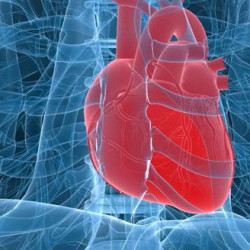 Stent Nedir?